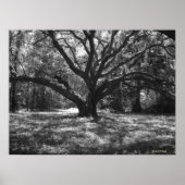 Charleston South Carolina Poster (Voorkant)