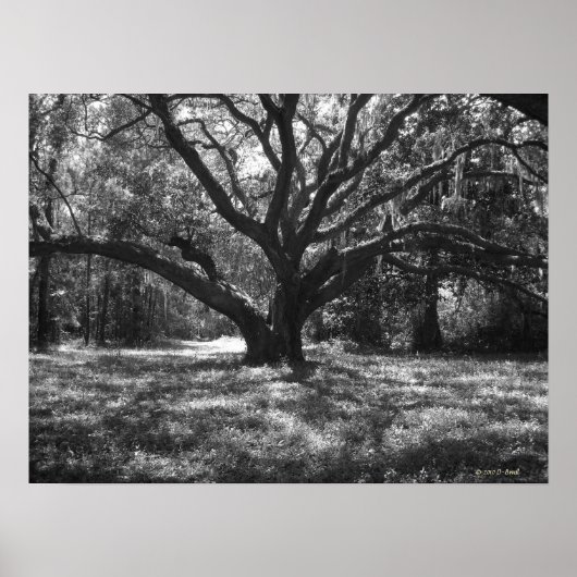 Charleston South Carolina Poster (Voorkant)