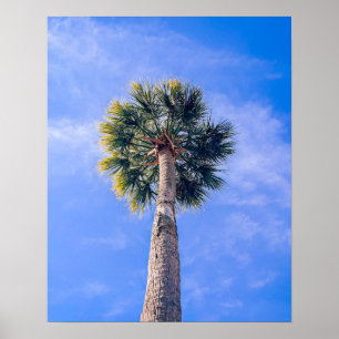 Charleston South Carolina Sabal Palmetto Poster