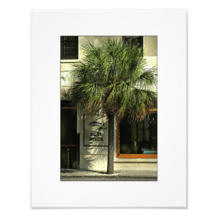 Charleston Street met Palmetto Tree Foto Afdruk