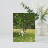Charlie de Foxterriër bal spel, ansichtkaart Briefkaart (Staand voorkant)