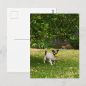 Charlie de Foxterriër bal spel, ansichtkaart Briefkaart (Voorkant / Achterkant)