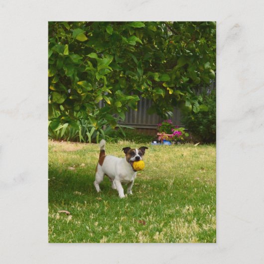 Charlie de Foxterriër bal spel, ansichtkaart Briefkaart (Voorkant)