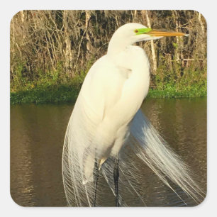 Charlie de Grote Zilverreiger Vierkante Sticker