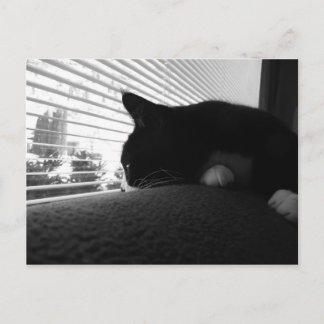 Charlie kijkt uit het raam briefkaart