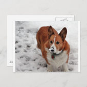 Charlie Snow Snout Briefkaart (Voorkant / Achterkant)