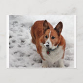 Charlie Snow Snout Briefkaart (Voorkant)