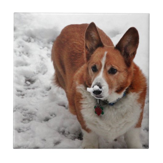 Charlie Snow Snout Tegeltje (Voorkant)