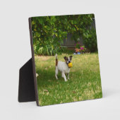 Charlie The Fox Terrier Ball Play, Photo Plaque Fotoplaat (Voorkant)