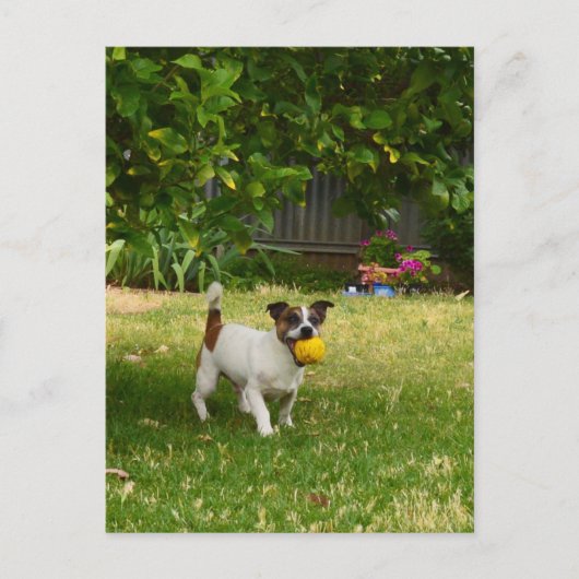 Charlie The Fox Terrier Play Time, Briefkaart (Voorkant)