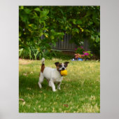 Charlie The Fox Terrier Play Time, Poster (Voorkant)
