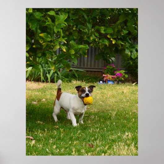 Charlie The Fox Terrier Play Time, Poster (Voorkant)