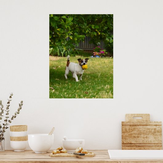 Charlie The Fox Terrier Play Time, Poster (Keuken)