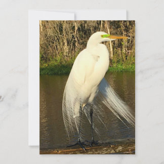 Charlie The Great Egret Notitiekaartje