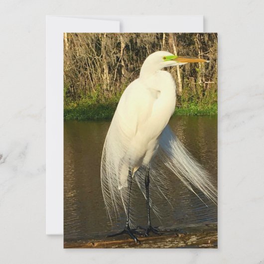 Charlie The Great Egret Notitiekaartje (Voorkant)