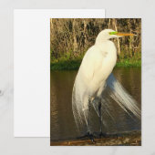 Charlie The Great Egret Notitiekaartje (Voorkant / Achterkant)