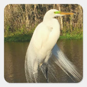 Charlie The Great Egret Vierkante Sticker (Voorkant)