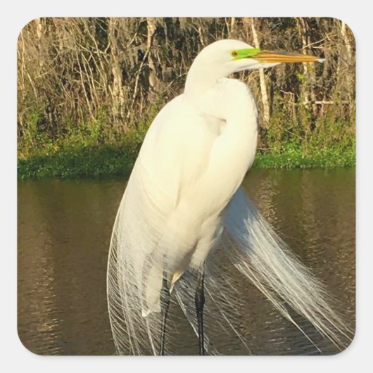 Charlie The Great Egret Vierkante Sticker (Voorkant)