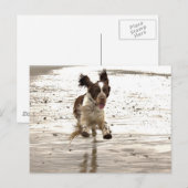 Charlie The Springer Briefkaart (Voorkant / Achterkant)