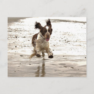 Charlie The Springer Briefkaart