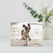 Charlie The Springer. Briefkaart (Staand voorkant)