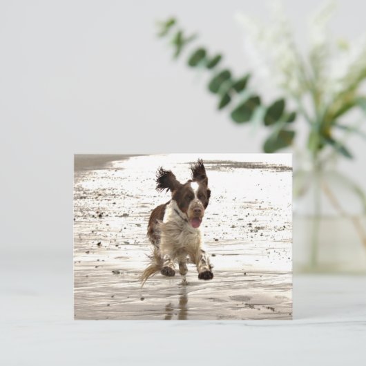 Charlie The Springer. Briefkaart (Staand voorkant)