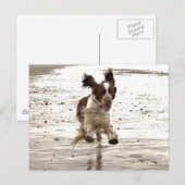 Charlie The Springer. Briefkaart (Voorkant / Achterkant)