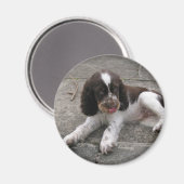 Charlie The Springer. Magneet (Voorkant / Achterkant)