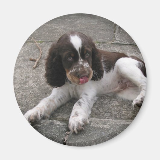 Charlie The Springer. Magneet (Voorkant)