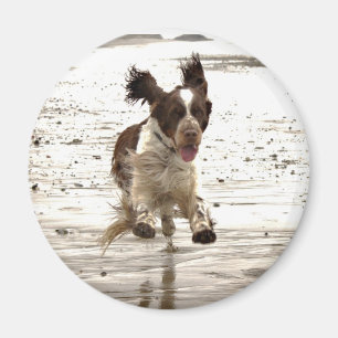 Charlie The Springer. Magneet