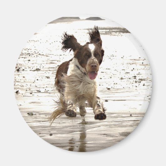 Charlie The Springer. Magneet (Voorkant)
