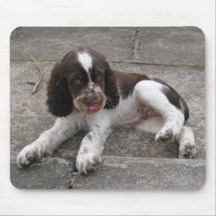 Charlie The Springer. Muismat
