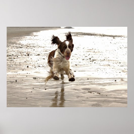 Charlie The Springer. Poster (Voorkant)
