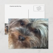 Charlotte het kleine Briefkaart van de Dog (Voorkant / Achterkant)