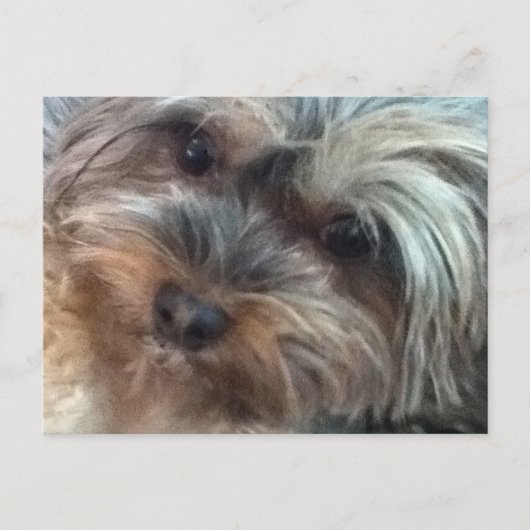 Charlotte het kleine Briefkaart van de Dog (Voorkant)