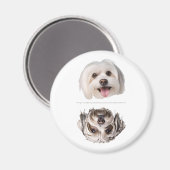 Charmante Maltese Hond vaatwasser schoon/vuil magn Magneet (Voorkant / Achterkant)