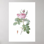Charmante Roze Rose Botanische Kunst Print (Voorkant)