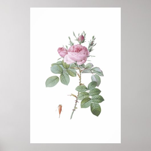 Charmante Roze Rose Botanische Kunst Print (Voorkant)