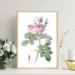 Charmante Roze Rose Botanische Kunst Print