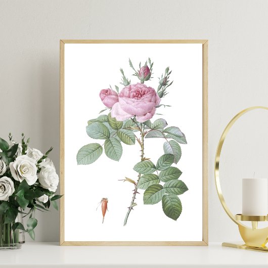 Charmante Roze Rose Botanische Kunst Print