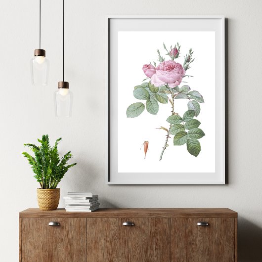 Charmante Roze Rose Botanische Kunst Print