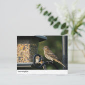 Charmante Tuinvogel bij Feeder Briefkaart (Staand voorkant)