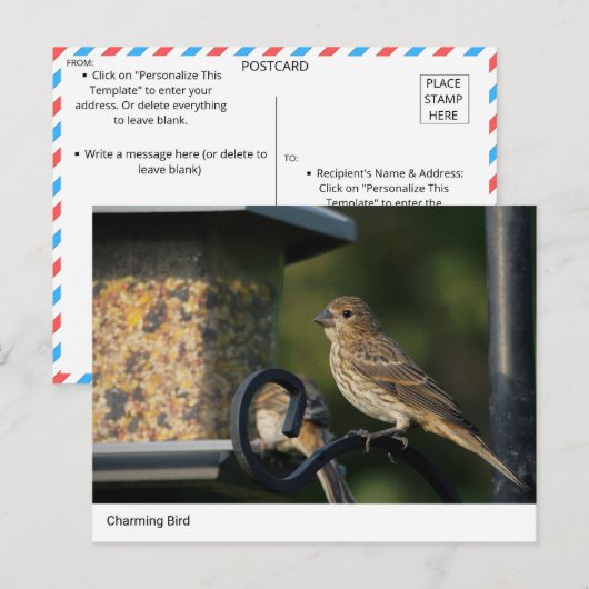 Charmante Tuinvogel bij Feeder Briefkaart (Voorkant / Achterkant)