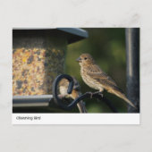 Charmante Tuinvogel bij Feeder Briefkaart (Voorkant)