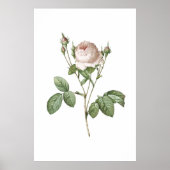Charmante White Rose Botanische Art Print (Voorkant)