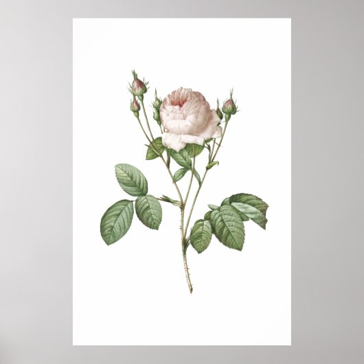 Charmante White Rose Botanische Art Print (Voorkant)