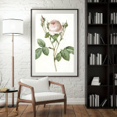 Charmante White Rose Botanische Art Print
