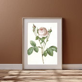 Charmante White Rose Botanische Art Print
