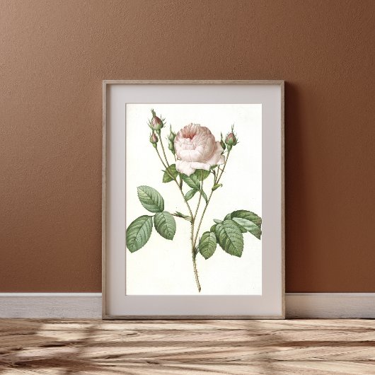 Charmante White Rose Botanische Art Print