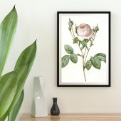 Charmante White Rose Botanische Art Print